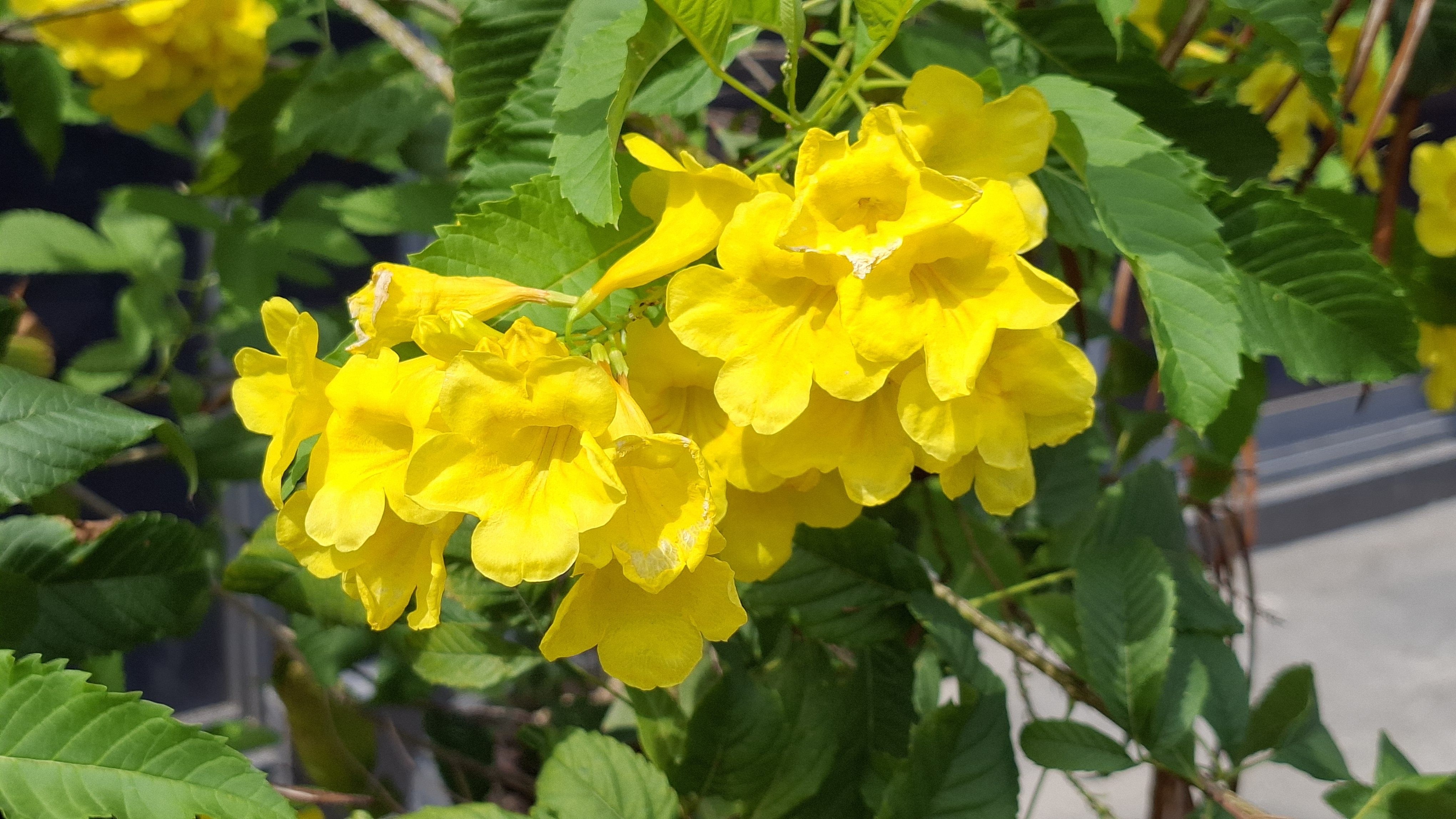 Đánh giá Samsung Galaxy A37