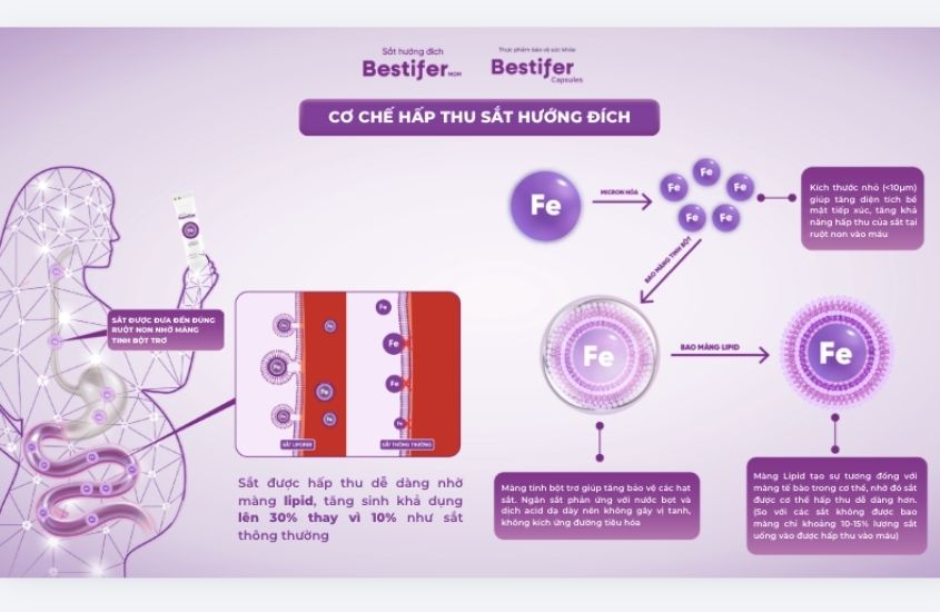 Nhờ ứng dụng công nghệ sắt hướng đích Lipofer