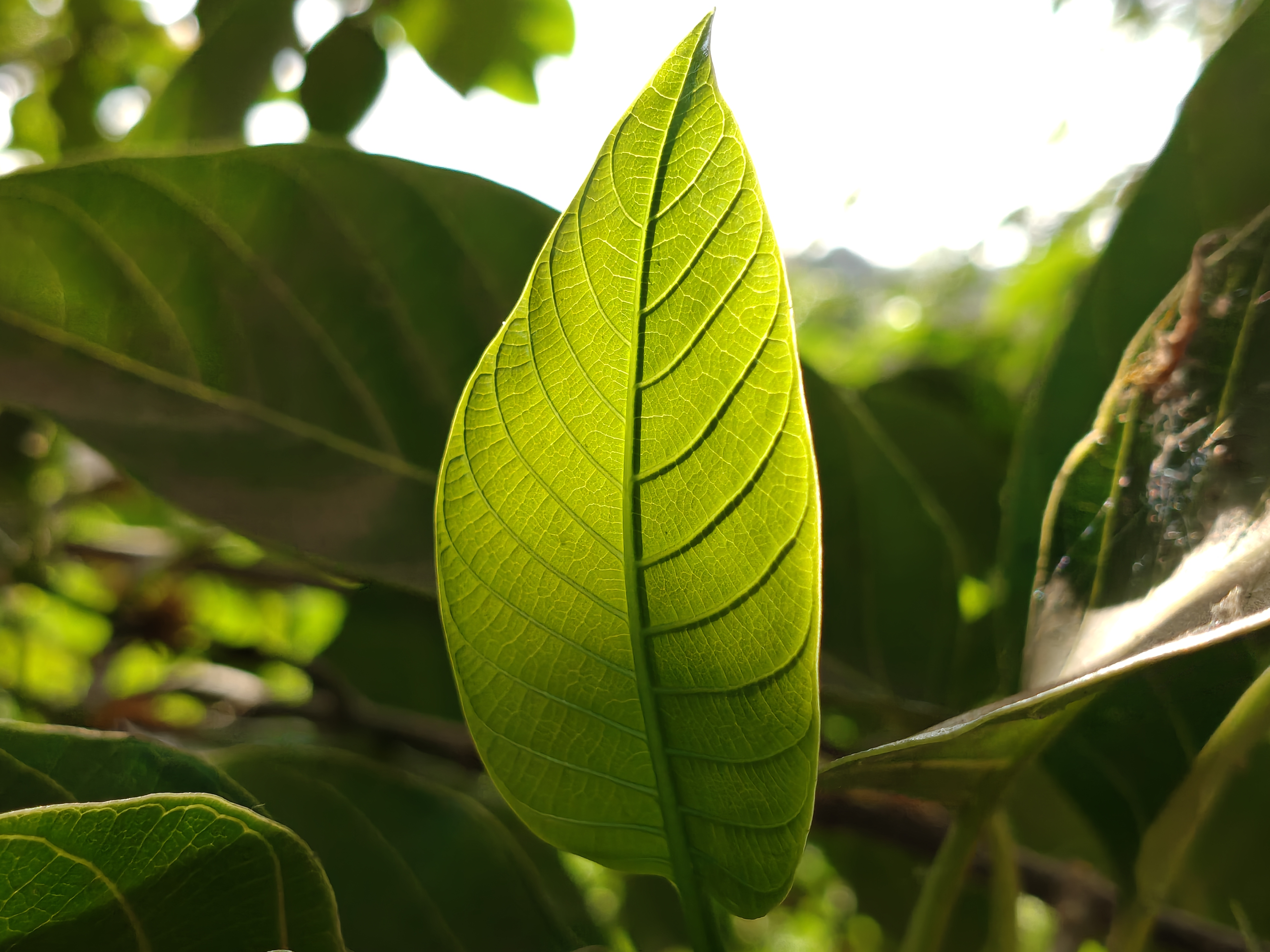 Trên tay OnePlus Nord 6: Snapdragon 8s Gen 4, pin 9.000 mAh và màn hình AMOLED 165 Hz