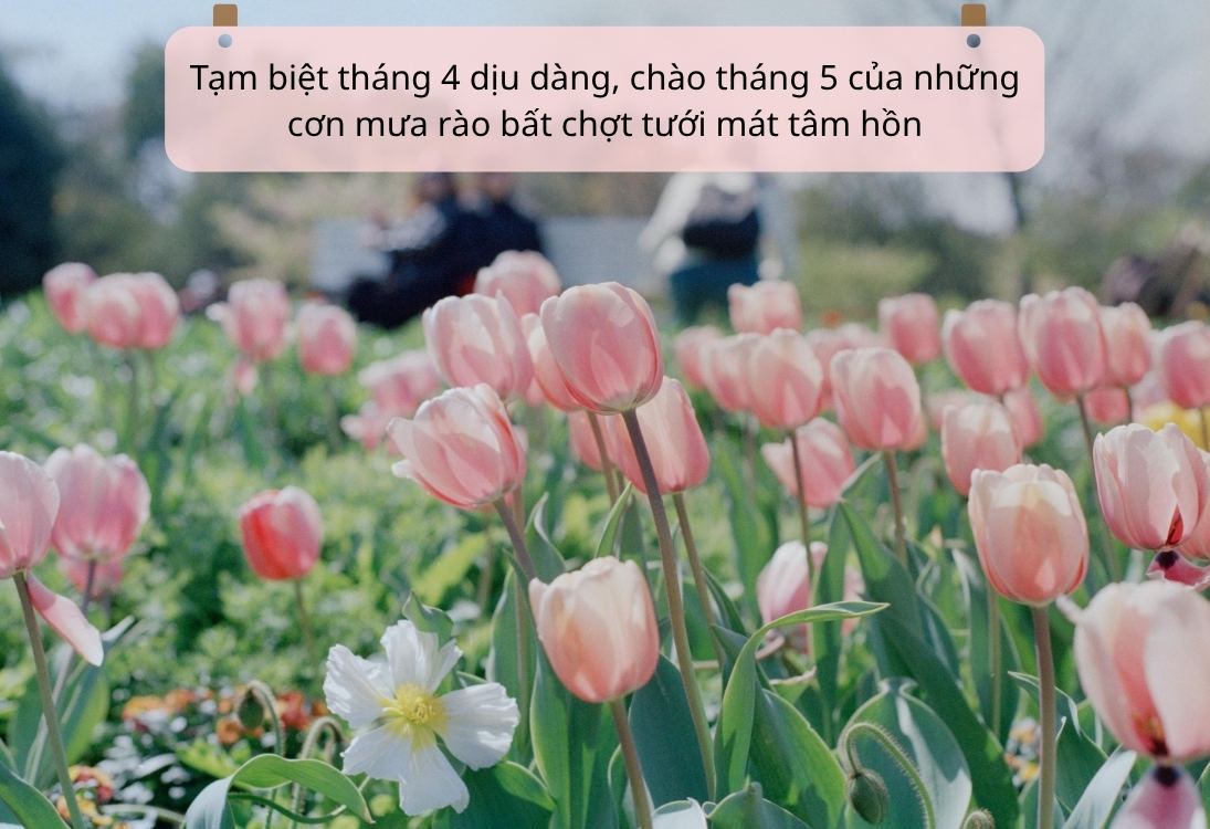 Những câu nói hay chào tháng 5 rực rỡ và tích cực