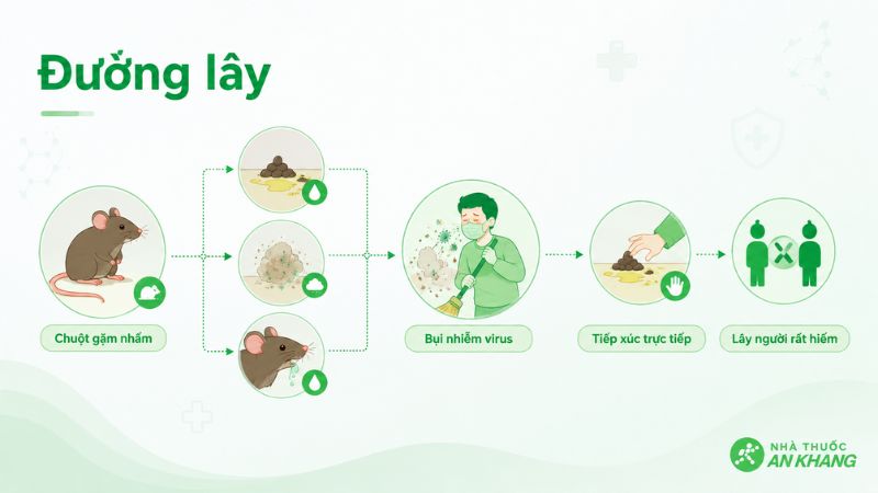 C&aacute;c đường l&acirc;y truyền của virus hanta