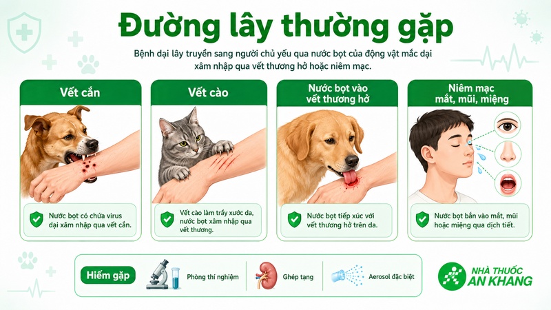 Vết cắn, vết cào và nước bọt tiếp xúc với niêm mạc hoặc vết thương hở là những đường lây bệnh dại cần chú ý Vết cắn, vết cào và nước bọt tiếp xúc với niêm mạc hoặc vết thương hở là những đường lây bệnh dại cần chú ý