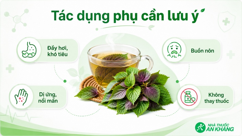 Uống quá nhiều nước lá tía tô có thể gây đầy hơi, khó tiêu hoặc dị ứng ở người nhạy cảm Uống quá nhiều nước lá tía tô có thể gây đầy hơi, khó tiêu hoặc dị ứng ở người nhạy cảm
