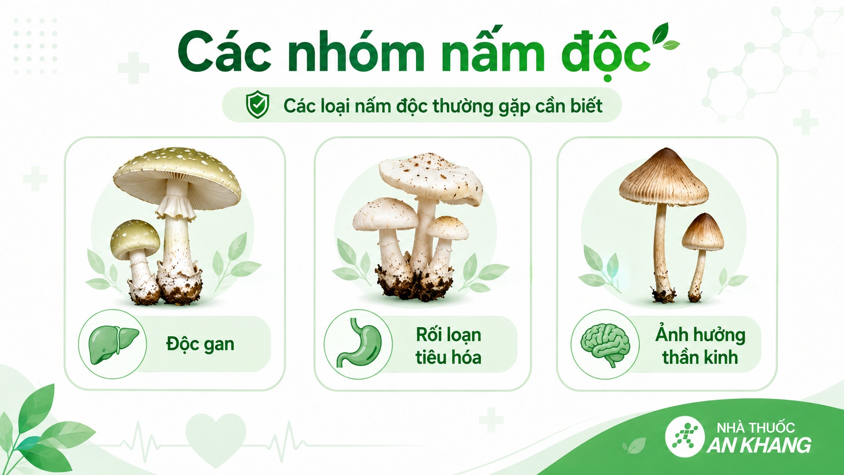 Một số nhóm nấm độc có thể gây tổn thương gan, rối loạn tiêu hóa hoặc ảnh hưởng thần kinh