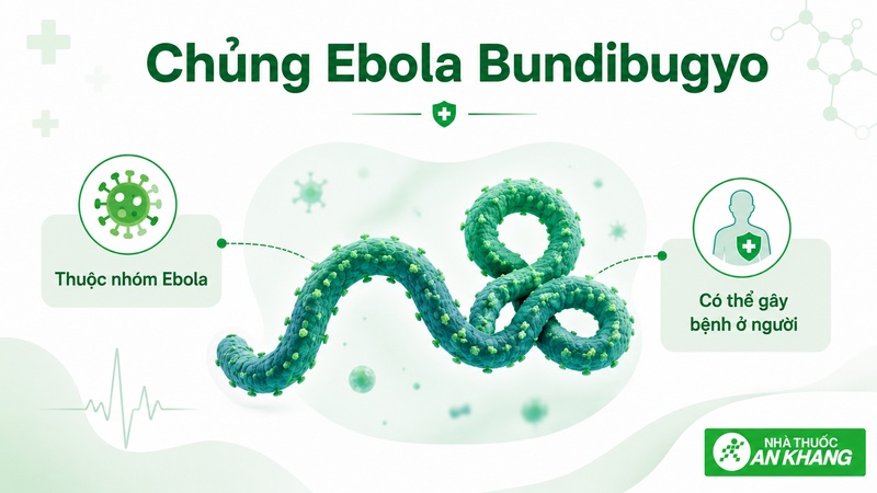 Bundibugyo virus là một chủng thuộc nhóm Ebola, có thể gây bệnh nặng ở người nhưng không phải là virus hoàn toàn mới. Bundibugyo virus là một chủng thuộc nhóm Ebola, có thể gây bệnh nặng ở người nhưng không phải là virus hoàn toàn mới.