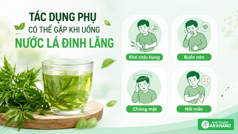 Uống quá nhiều nước lá đinh lăng có thể gây khó chịu bụng, chóng mặt hoặc dị ứng