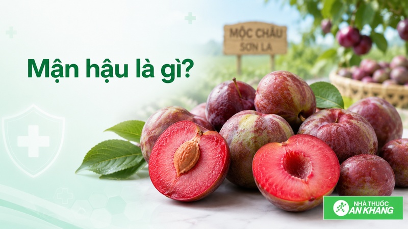 Mận hậu là loại quả hạch quen thuộc ở miền Bắc, có vị chua ngọt, giòn và thường được ăn tươi trong mùa hè. Mận hậu là loại quả hạch quen thuộc ở miền Bắc, có vị chua ngọt, giòn và thường được ăn tươi trong mùa hè.