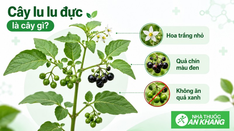 Cây lu lu đực là cây thân thảo thuộc họ Cà, thường mọc hoang và còn được gọi là thù lù đực, nụ áo hoặc cà đen