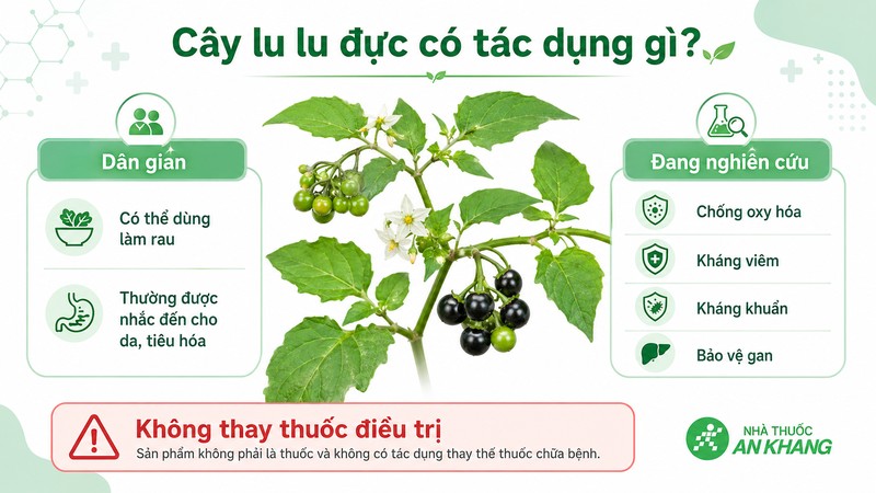Cây lu lu đực được nghiên cứu về chống oxy hóa, kháng viêm và bảo vệ gan