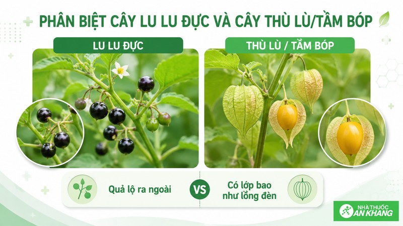 Lu lu đực có quả tím đen, khác tầm bóp có quả trong lớp bao lồng đèn