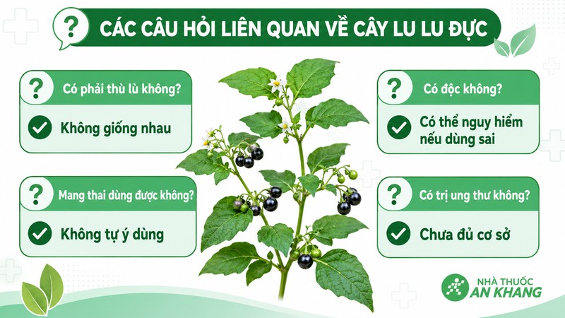 Nhận diện đúng cây lu lu đực giúp tránh nhầm lẫn và giảm nguy cơ ngộ độc