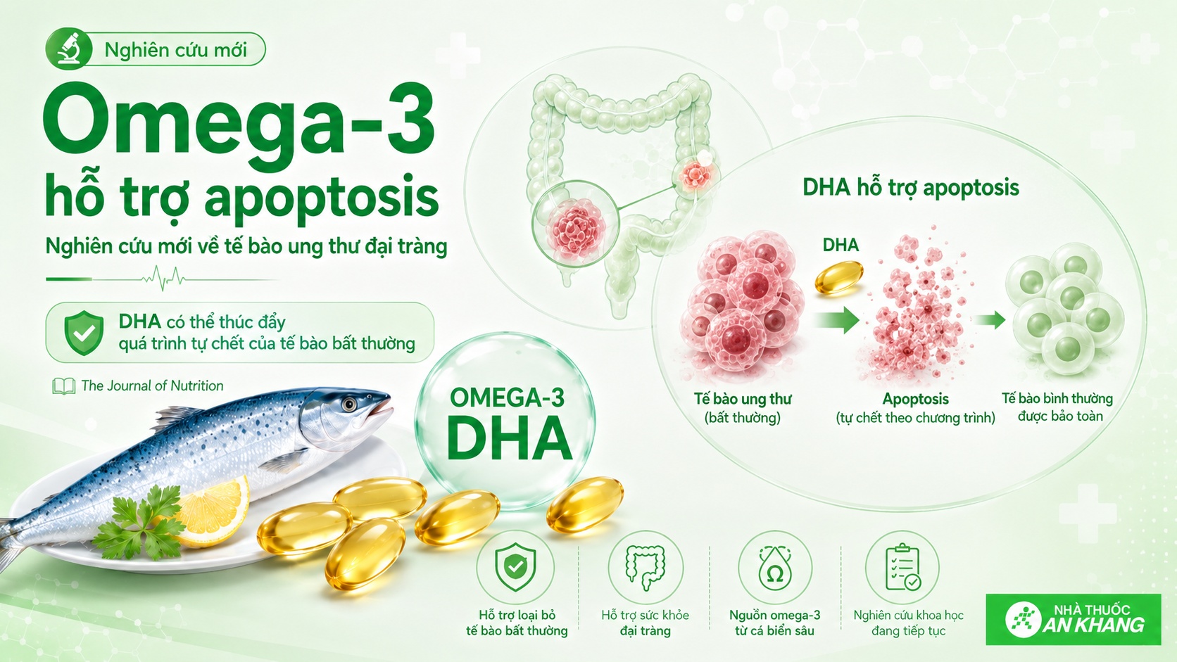 DHA trong omega-3 được nghiên cứu về khả năng hỗ trợ cơ chế tự chết tế bào ung thư đại tràng DHA trong omega-3 được nghiên cứu về khả năng hỗ trợ cơ chế tự chết tế bào ung thư đại tràng