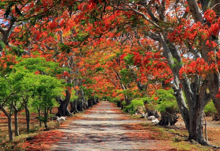 Bài thơ mùa hè về hoa phượng đỏ