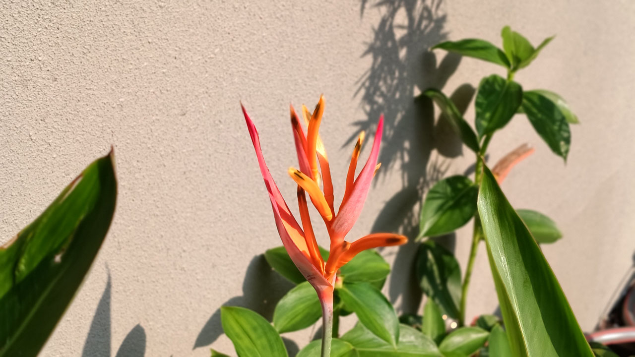 Trên Tay Oppo A7 Pro