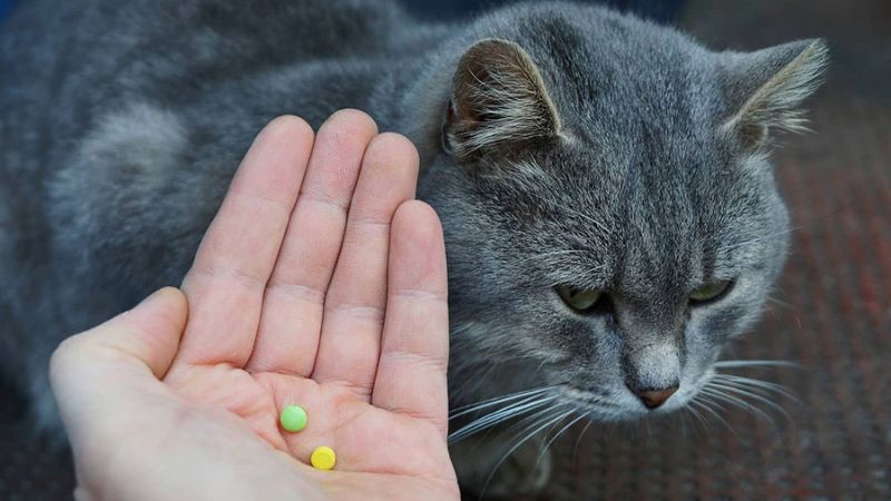 Cần tẩy giun sán định kỳ cho thú cưng của bạn Cần tẩy giun sán định kỳ cho thú cưng của bạn