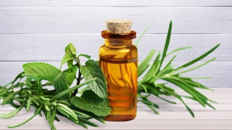 Tinh dầu tràm trà có tác dụng chống nấm và thúc đẩy làm lành tổn thương da