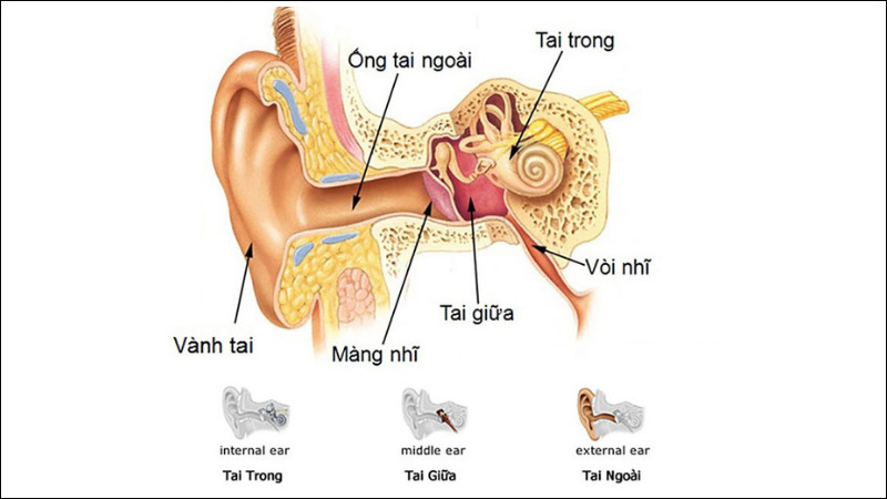 Cấu tạo tai gồm 3 phần và nguyên nhân điếc tai có thể đến từ cả 3 phần này