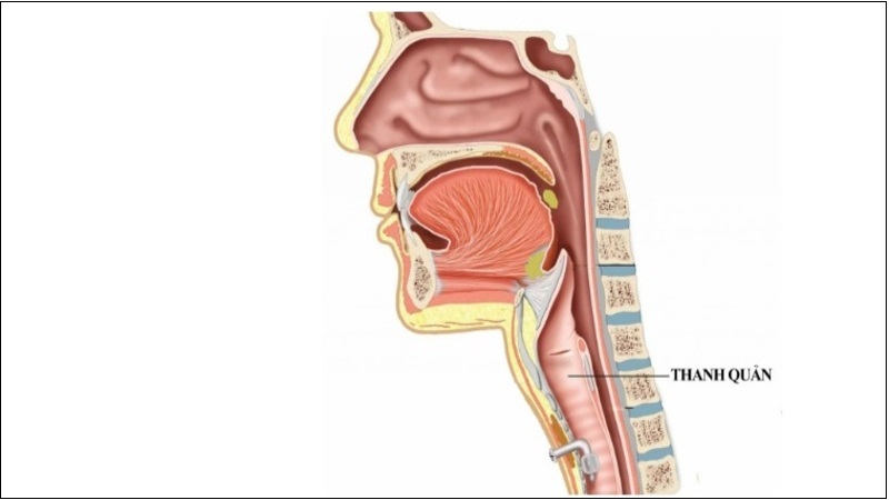 Thanh quản là bộ phận nằm ở phía trước cổ và ngay phía trên khí quản. Thanh quản là bộ phận nằm ở phía trước cổ và ngay phía trên khí quản.