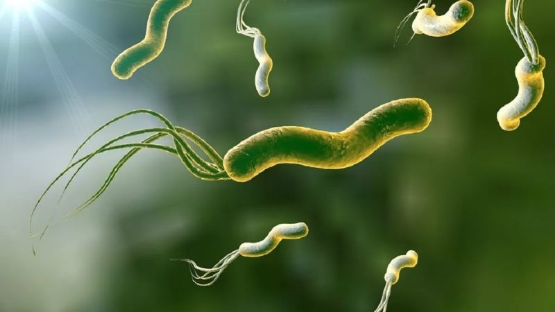 Vi khuẩn Helicobacter pylori là nguyên nhân phổ biến hàng đầu gây viêm dạ dày