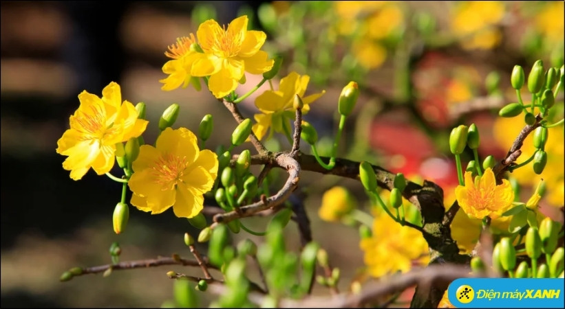 Thời gian hãm nở phụ thuộc vào loại hoa, tình trạng nụ và phương pháp áp dụng