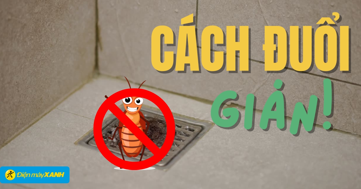 Những biện pháp hạn chế gián chui lên từ cống vào mùa mưa