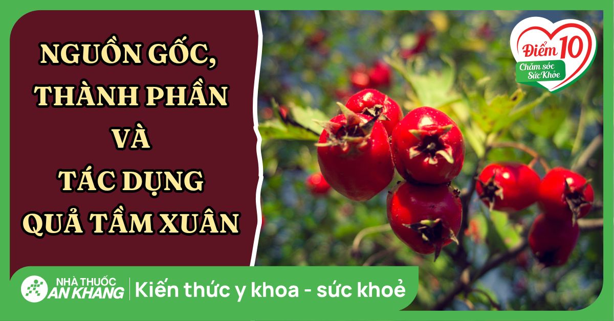 Quả tầm xuân: Nguồn gốc, thành phần, lợi ích và tác dụng phụ