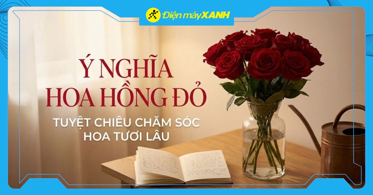 Ý nghĩa hoa hồng đỏ và tuyệt chiêu chăm sóc hoa tươi lâu