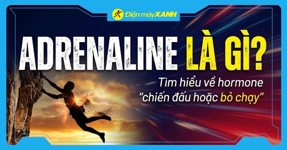 Adrenaline là gì? Tác dụng và cách kiểm soát căng thẳng hiệu quả