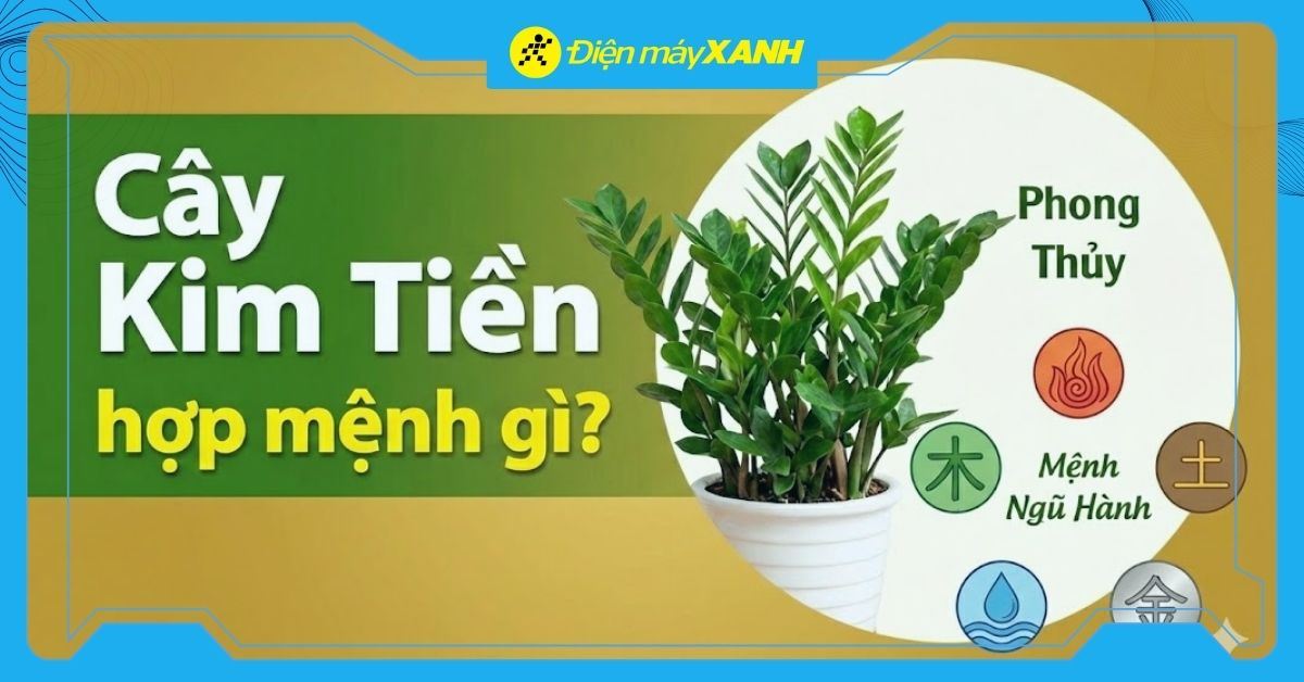 Cây Kim Tiền hợp mệnh gì? Tuổi gì? Cách trồng để chiêu tài tiến lộc