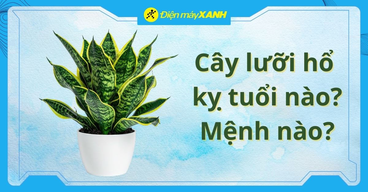 Cây lưỡi hổ kỵ tuổi nào? Mệnh nào? Cách hóa giải theo phong thuỷ