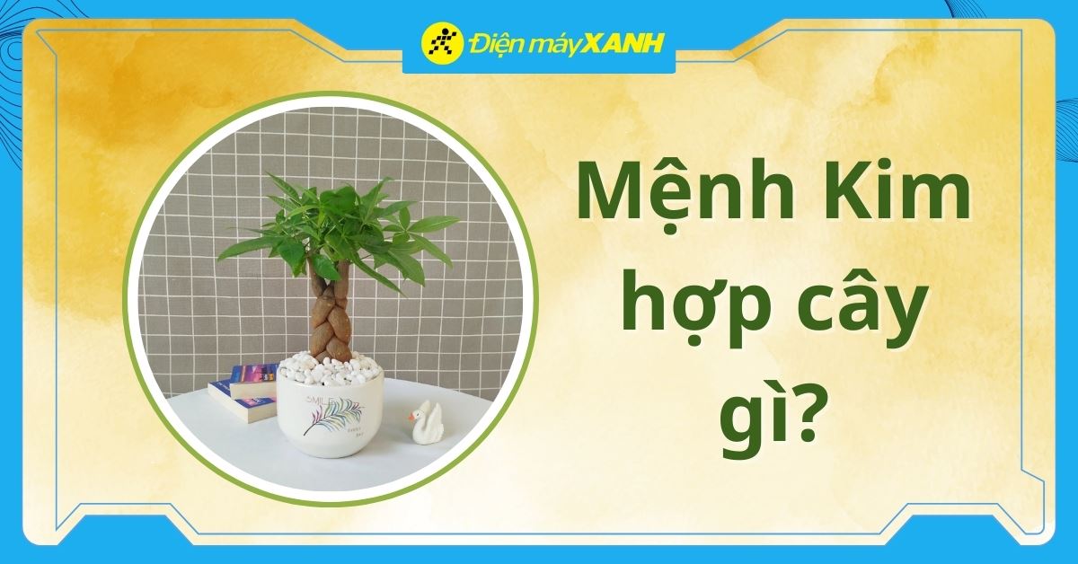 Mệnh Kim hợp cây gì? Các loại cây hợp mệnh Kim mang lại may mắn, tài lộc
