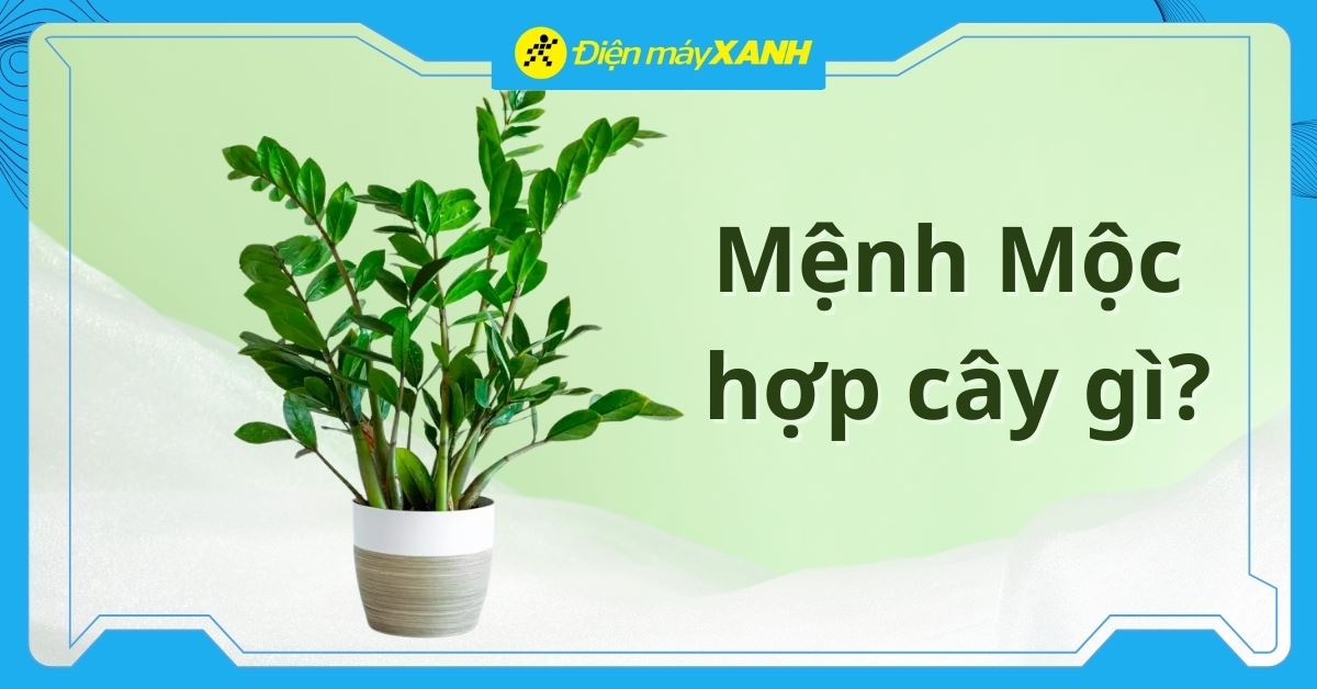 Mệnh Mộc hợp cây gì? 15+ cây hợp mệnh Mộc phong thủy hút tài lộc may mắn