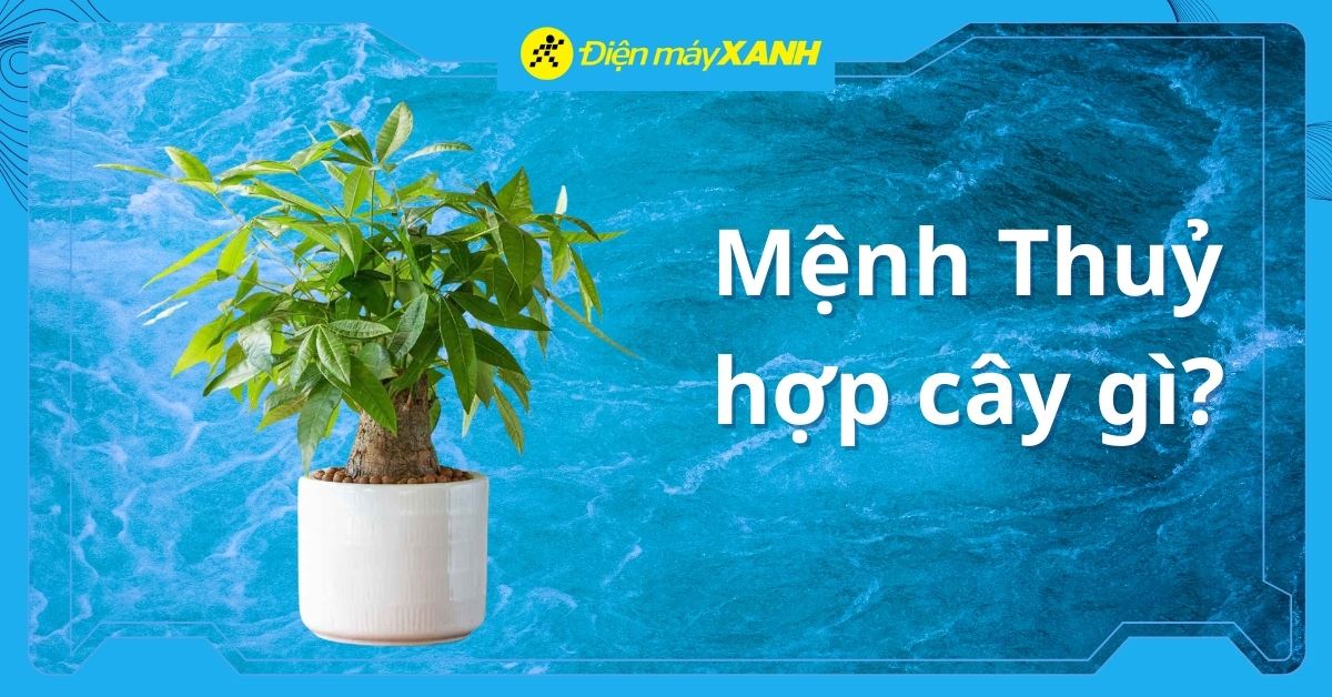 Mệnh Thuỷ hợp cây gì? Tổng hợp 15+ loại cây hợp mệnh Thủy chiêu tài lộc, đón may mắn