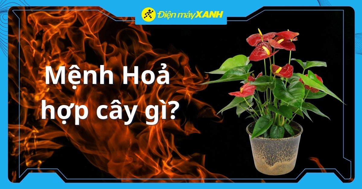 Mệnh Hoả hợp cây gì? Top 10 cây hợp mệnh Hoả rước tài lộc, may mắn