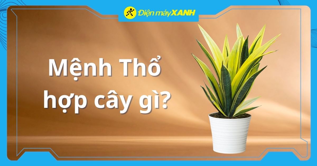 Mệnh Thổ hợp cây gì? Top 10 cây hợp mệnh Thổ và cách đặt đúng phong thuỷ