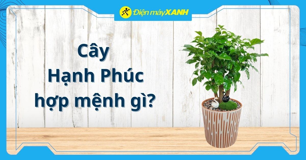 Cây Hạnh Phúc hợp mệnh gì? Cách trồng, chăm sóc mang lại sự may mắn, bình an