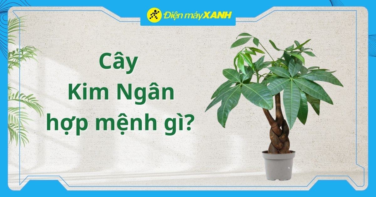 Cây Kim Ngân hợp mệnh gì? Cách chăm sóc, bày trí mang lại tài lộc, may mắn