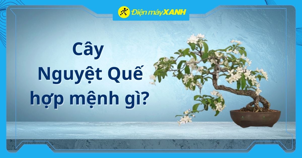 Cây Nguyệt Quế hợp với mệnh gì? Cách bày trí chuẩn để chiêu tài đón lộc