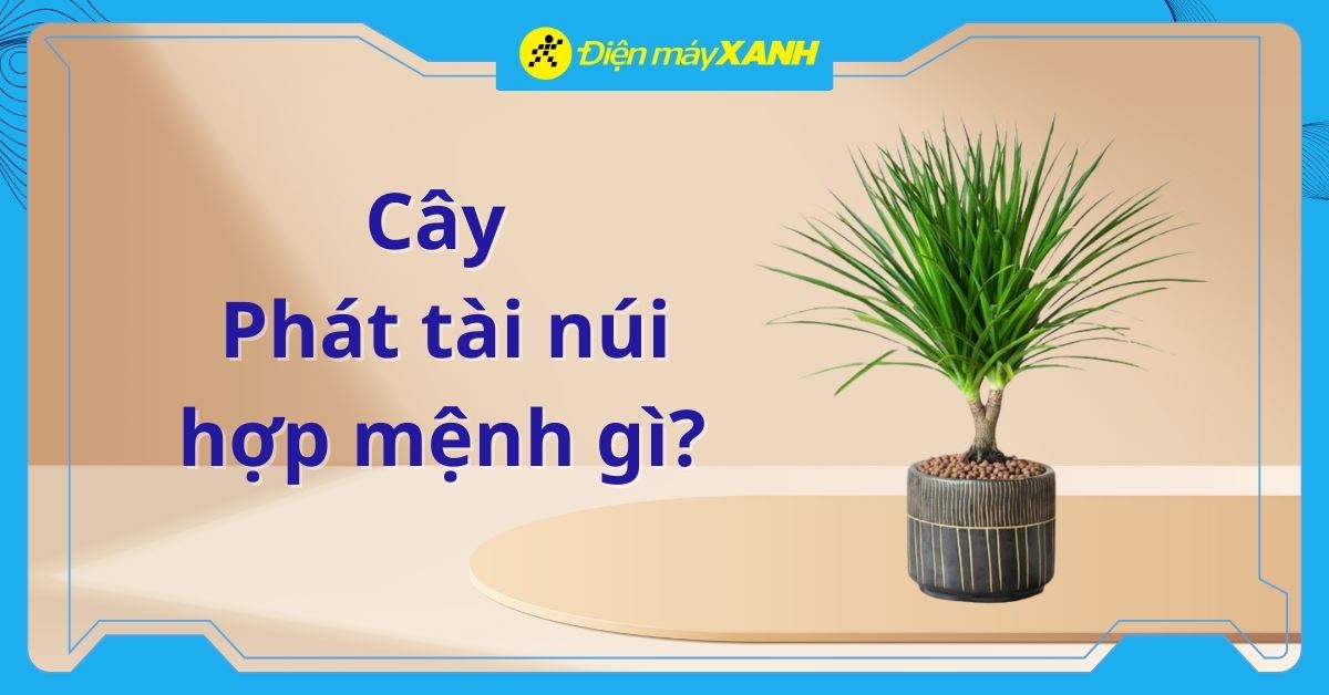 Cây Phát tài núi hợp mệnh gì? Cách chăm sóc, bày trí để rước lộc