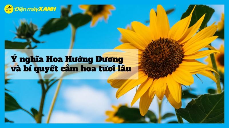 Ý nghĩa hoa Hướng Dương và bí quyết cắm hoa tươi lâu cả tuần