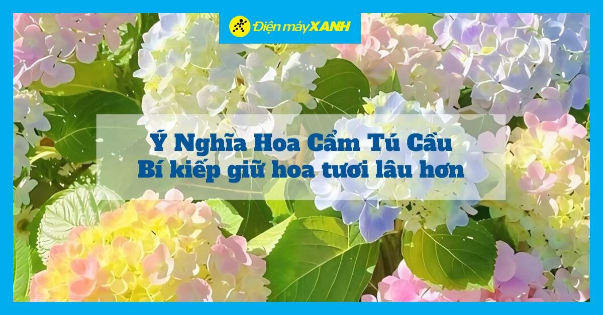 Ý nghĩa hoa Cẩm Tú Cầu và bí quyết giữ hoa tươi lâu hơn trong bình