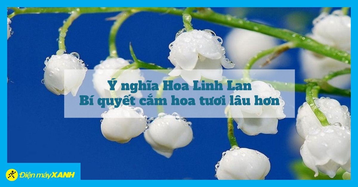 Ý Nghĩa Hoa Linh Lan, Nên Tặng Dịp Nào, Bí Quyết Cắm Hoa Tươi Lâu Hơn