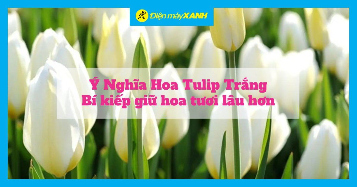 Ý nghĩa hoa Tulip trắng và bí quyết cắm hoa tươi lâu hơn tại nhà