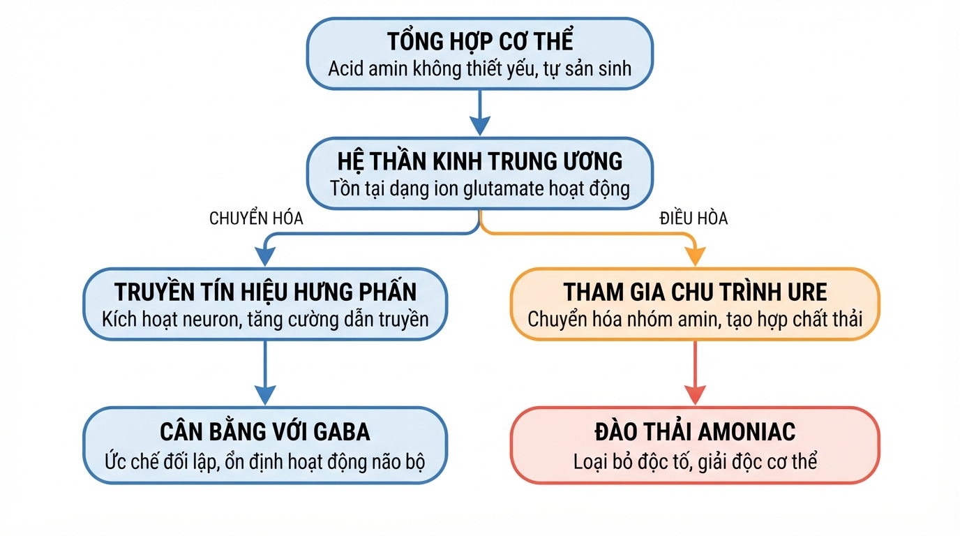 Axit glutamic giúp truyền tín hiệu thần kinh hưng phấn và đào thải amoniac.