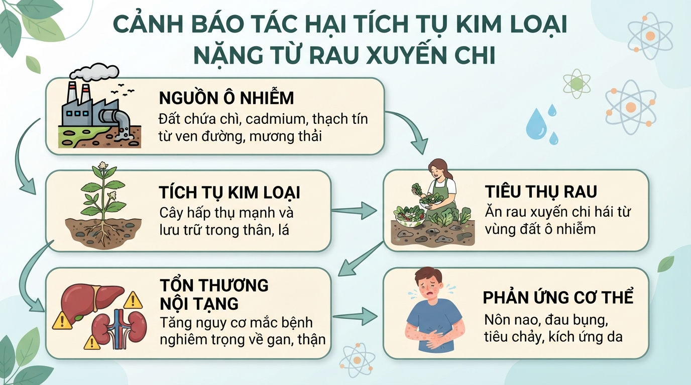 Tác hại của rau xuyến chi và những đối tượng cần thận trọng
