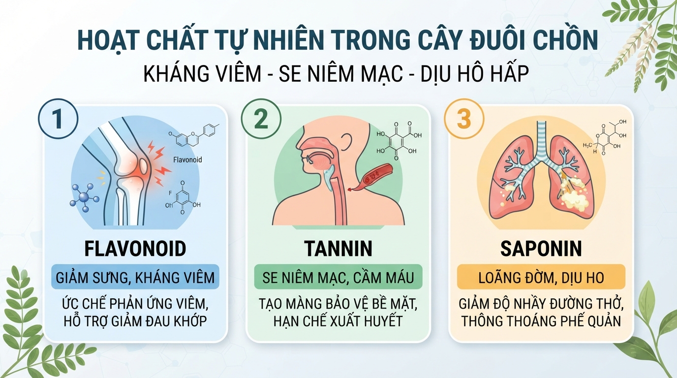 Các hoạt chất tự nhiên giúp kháng viêm, làm se niêm mạc và dịu đường hô hấp.
