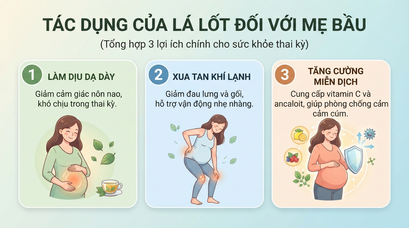 Các tác dụng sinh học giúp giảm nghén, xoa dịu đau khớp và tăng sức đề kháng thai kỳ.