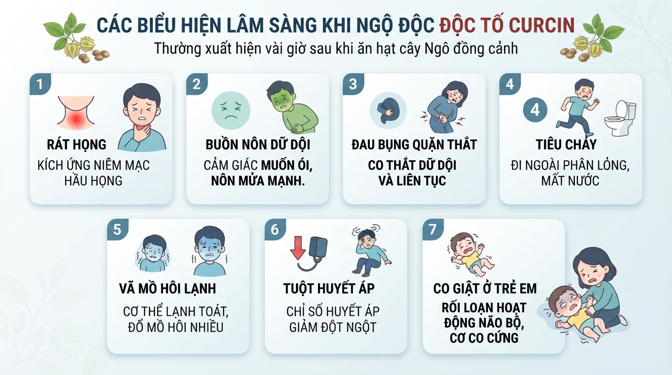 Các triệu chứng ngộ độc độc tố curcin thường xuất hiện sau vài giờ tiêu thụ hạt.