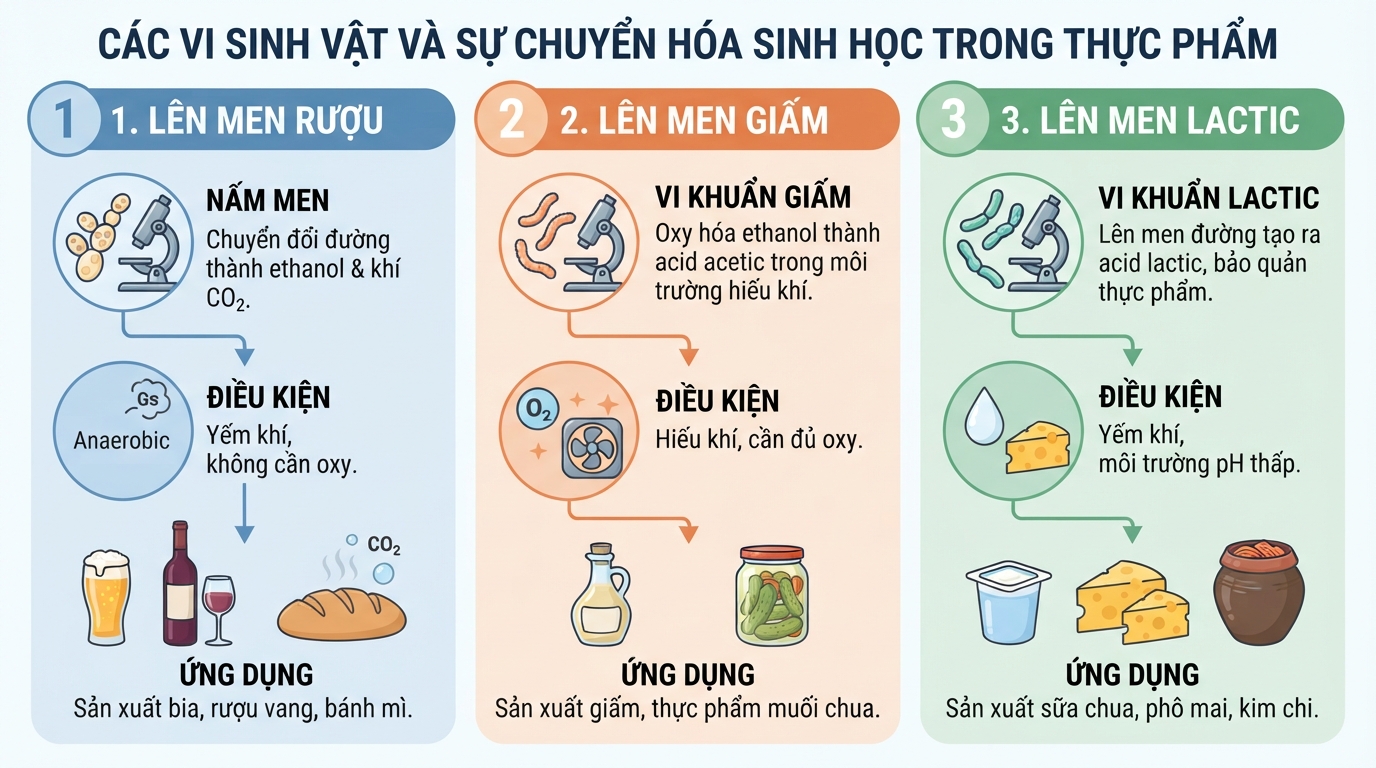 Các vi sinh vật khác nhau quyết định loại sản phẩm và ứng dụng thực phẩm thu được.