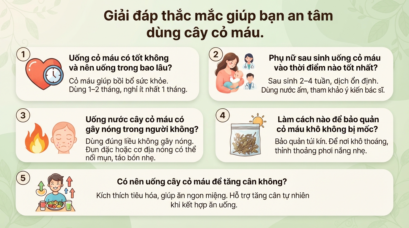 Cây cỏ máu có tác dụng gì? Cách dùng và đối tượng cần thận trọng